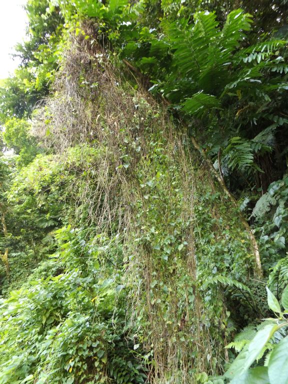 Thick hanging vines extending down to the ground: