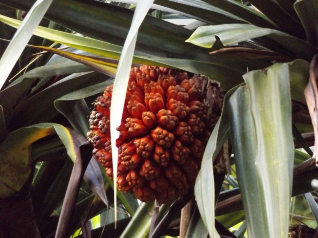 This screwpine fruit has started to ripen.  Notice how the color has begun to turn orange and red: