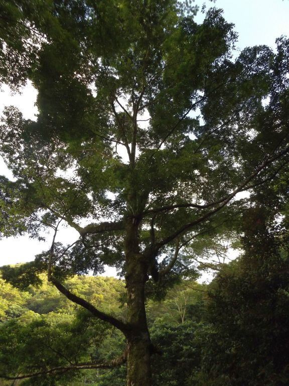 One of the larger trees found along the trail: