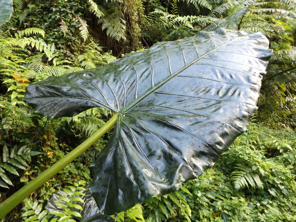 The next two pictures show what is commonly known as Giant taro or Upright Elephant Ear bulbs: