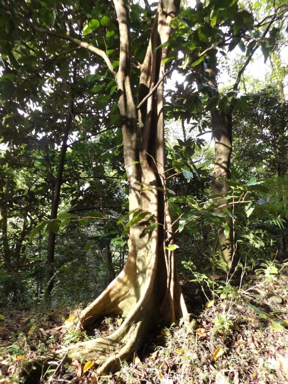 The roots of the Tahitian chestnut tree always have such interesting and unique designs: