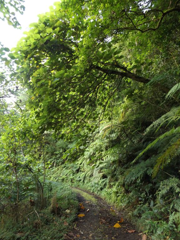 Check out how this tree has grown out at a horizontal angle across the top of the trail: