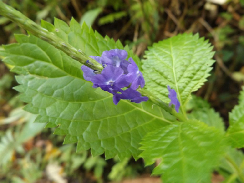 Jamaican vervain (also known as Cayenne snakeweed or Blue rat's tail) wildflowers which are small purple flowers on a plant spike: