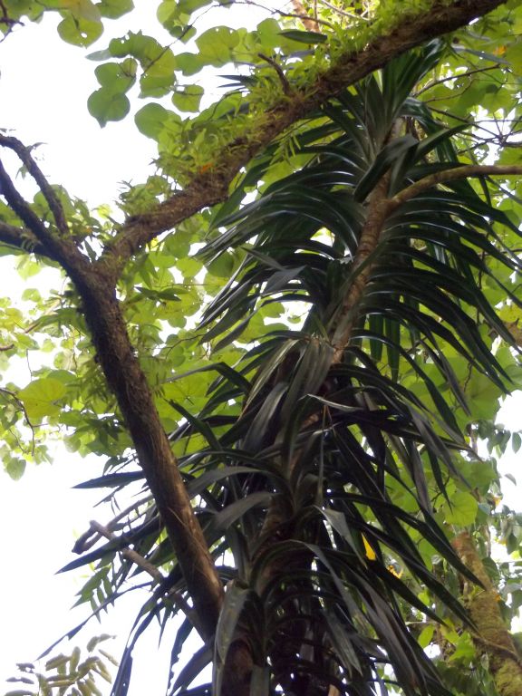 This looks like a Tahitian screwpine fighting for space in the thick canopy: