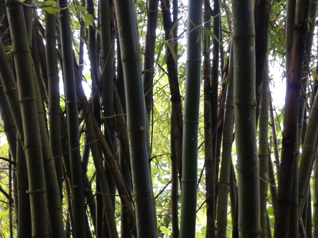 Three pictures of bamboo culms growing tall along the trail: