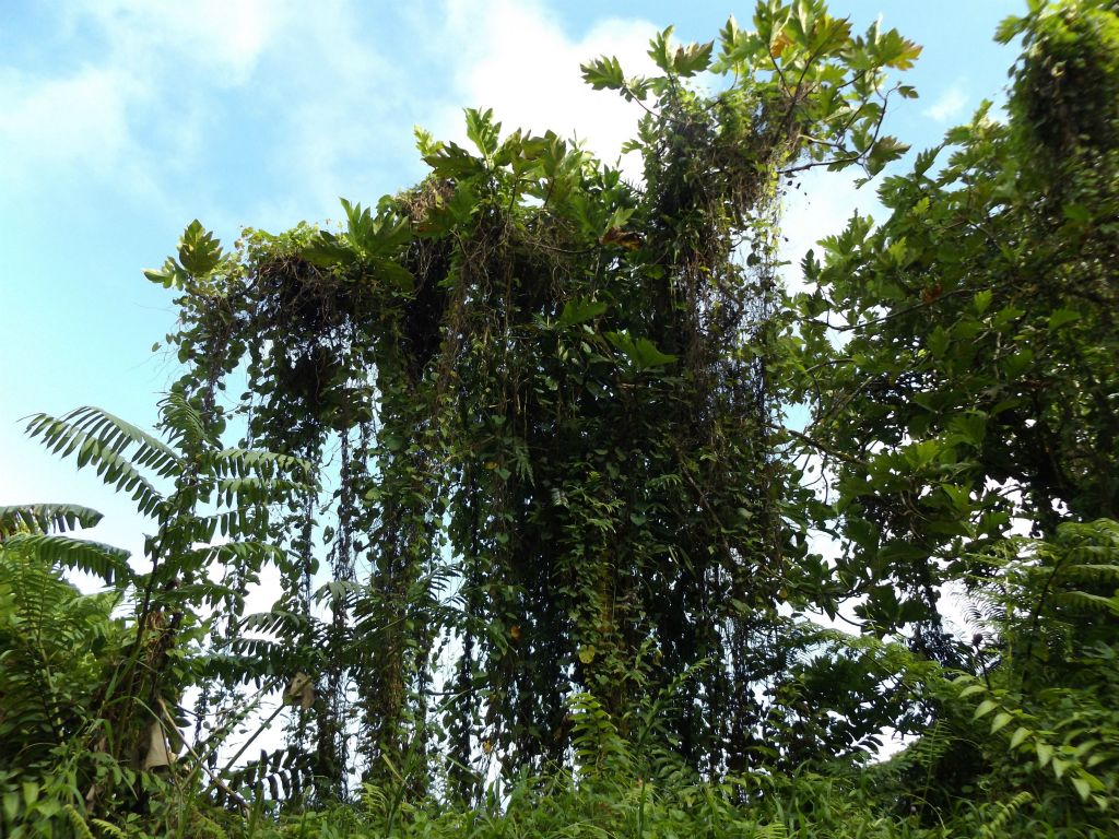 A tree with vines growing down from all the branches: