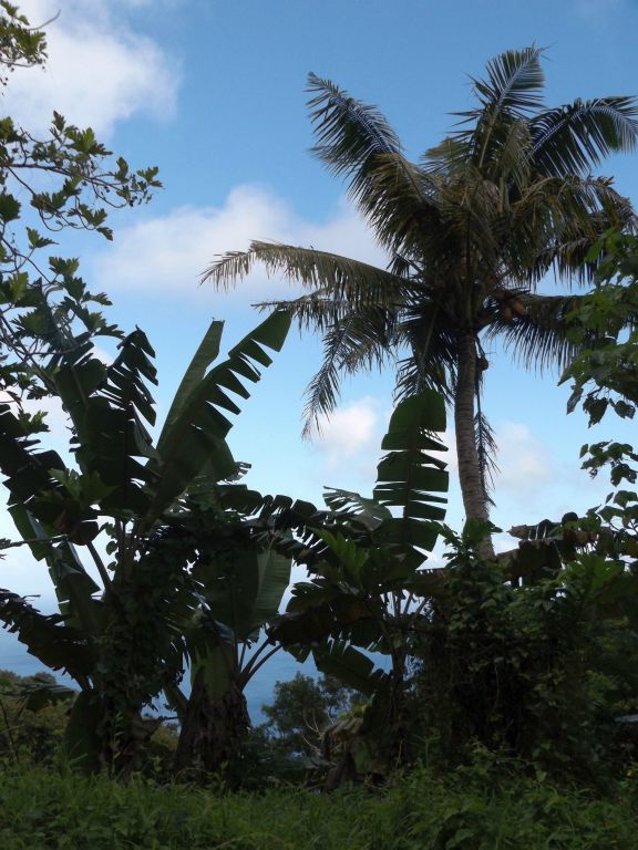 Banana trees and coconut trees growing side by side: