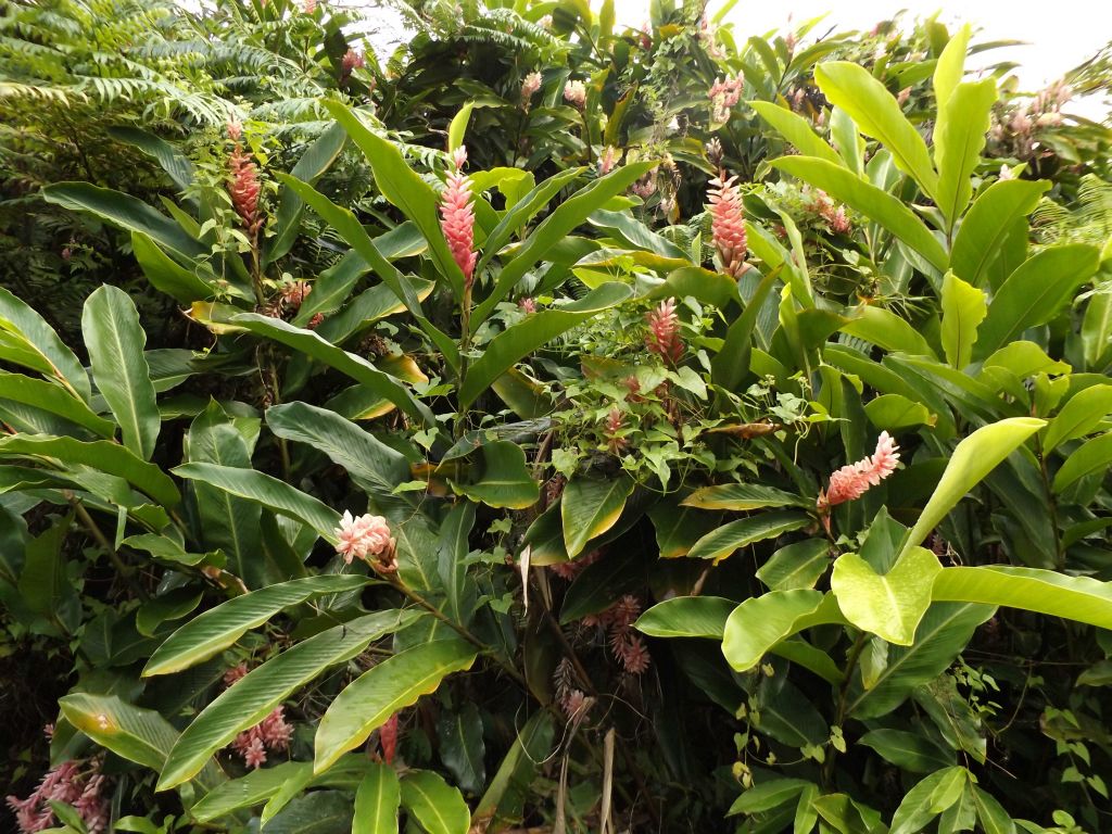 Three pictures showing Red (and pink) ginger plants.  In the neighboring country of Samoa, this is considered to be the national flower (called Teuila):