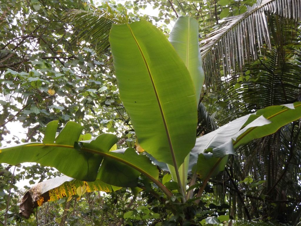 The official trail map states that about halfway up the trail, an old banana and coconut plantation is passed.  More than likely I was now passing through that area, as seen in the next two pictures: