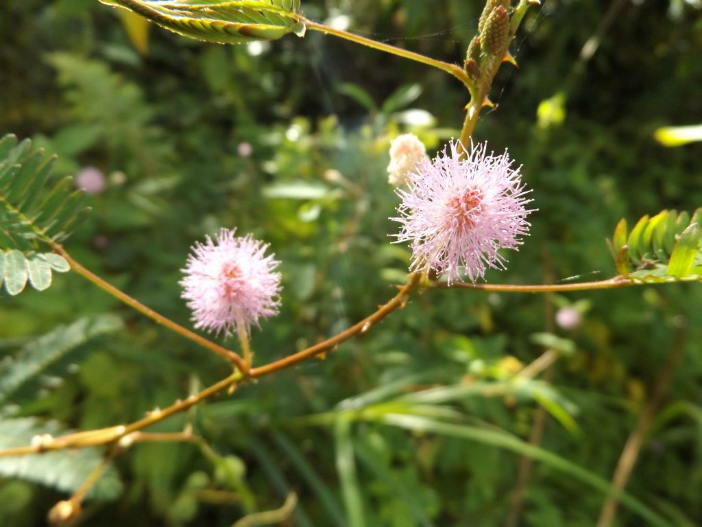 This unique plant with circular flower balls is called Sensitive plant.  Leaves of the Sensitive plant respond to touch and begin to fold up: