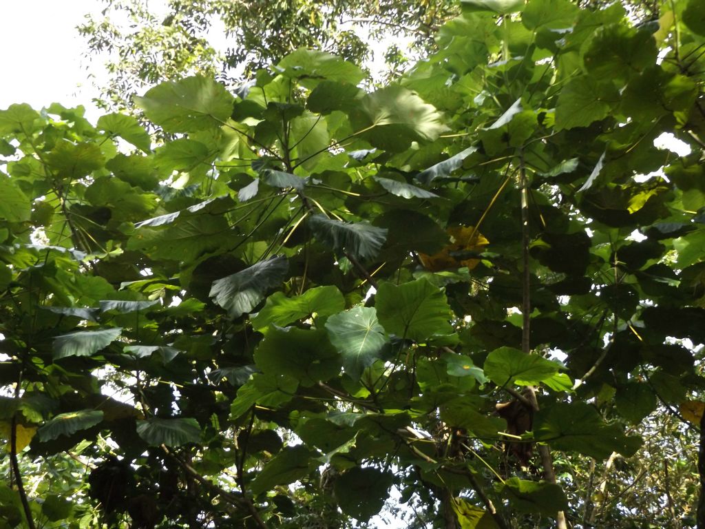 The canopy above was covered with extensive leaves large and small: