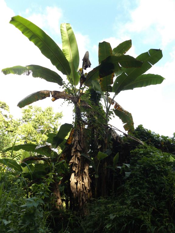 The banana trees of the old plantation were growing to an immense height: