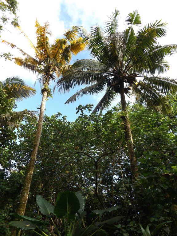 Same goes for the coconut trees.  They were growing quite tall through here: