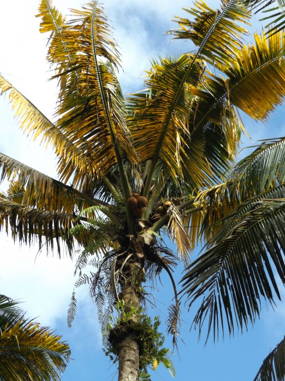 A close-up of some of the coconuts.  Falling coconuts are a genuine hazard on all South Pacific trails.  Caution is always in order when walking beneath these trees: