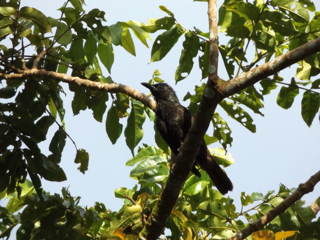 A Samoan starling sitting on a branch above the trail: