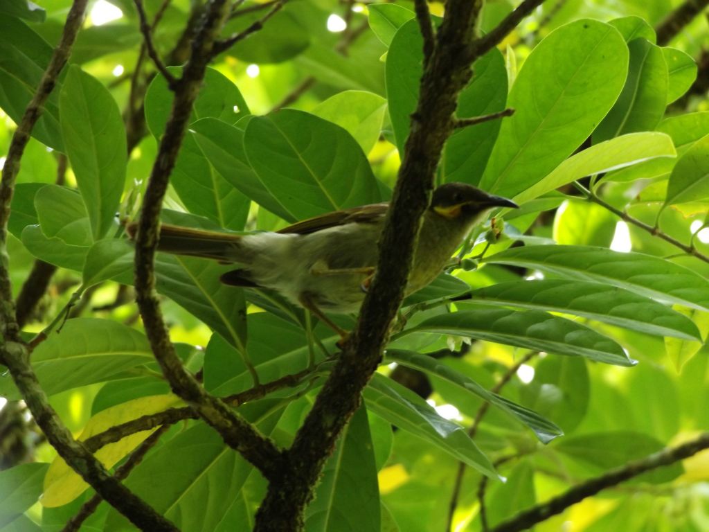 This colorful bird is a Polynesian wattled honeyeater.  The sounds of birds could be heard throughout the hike.  They were just hard to photograph: