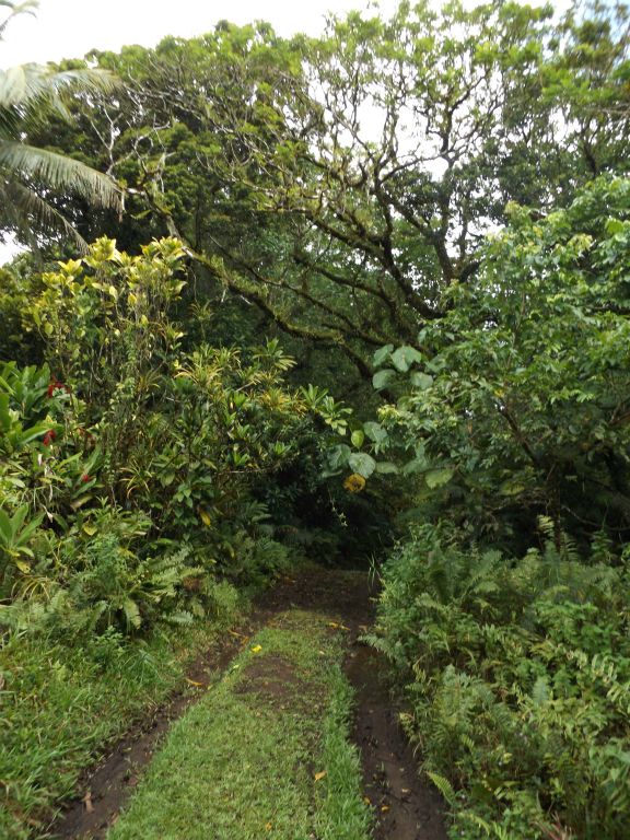 There were muddier portions of trail, particularly on the steep sections and spots where 4WD wheels have eroded the greenery: