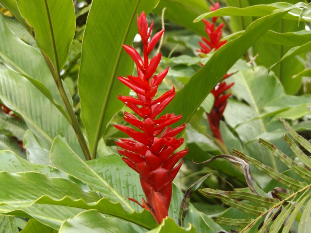 Two more pictures of Red (and pink) ginger, which grew extensively along the trail: