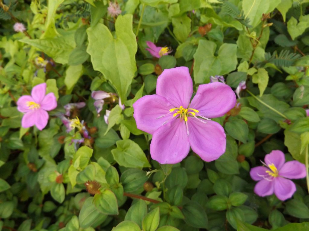 The next two pictures show Pinklady wildflowers which were blooming at the trailhead: