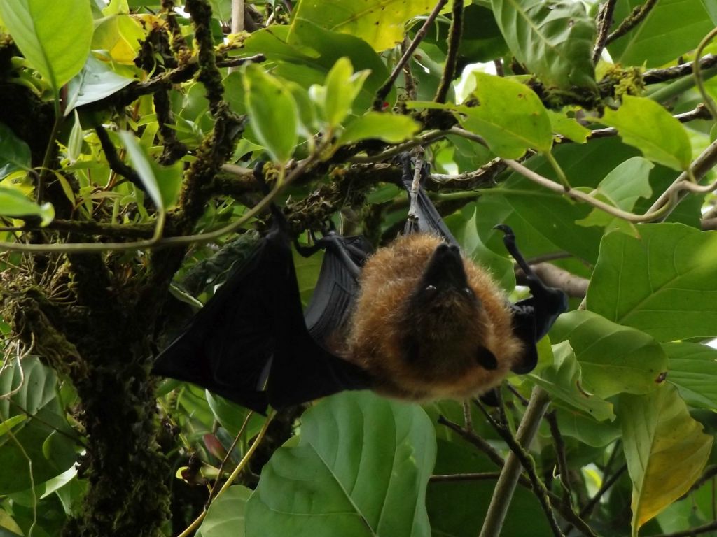 Two pictures of a fruit bat (or Samoan Flying Fox) which was hanging upside down in a tree: