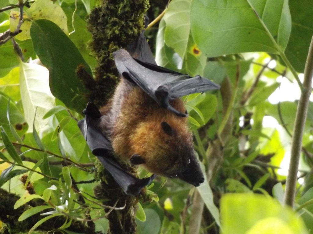 One of my favorite activities at the summit was to look out and watch all of the fruit bats circling around above the trees: