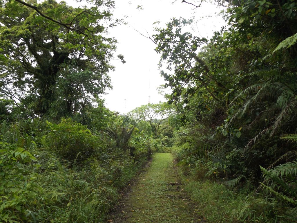 Approaching the summit after hiking for 3 1/2 miles through the rainforest: