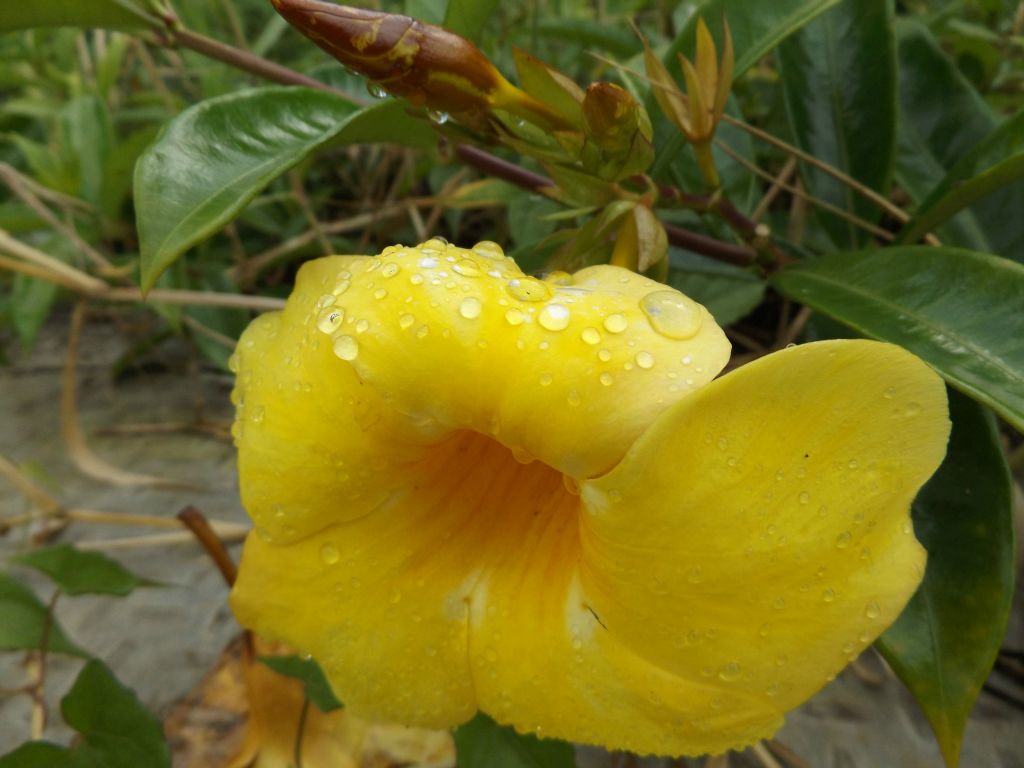 Beautiful yellow Golden trumpet flowers were in bloom at the summit: