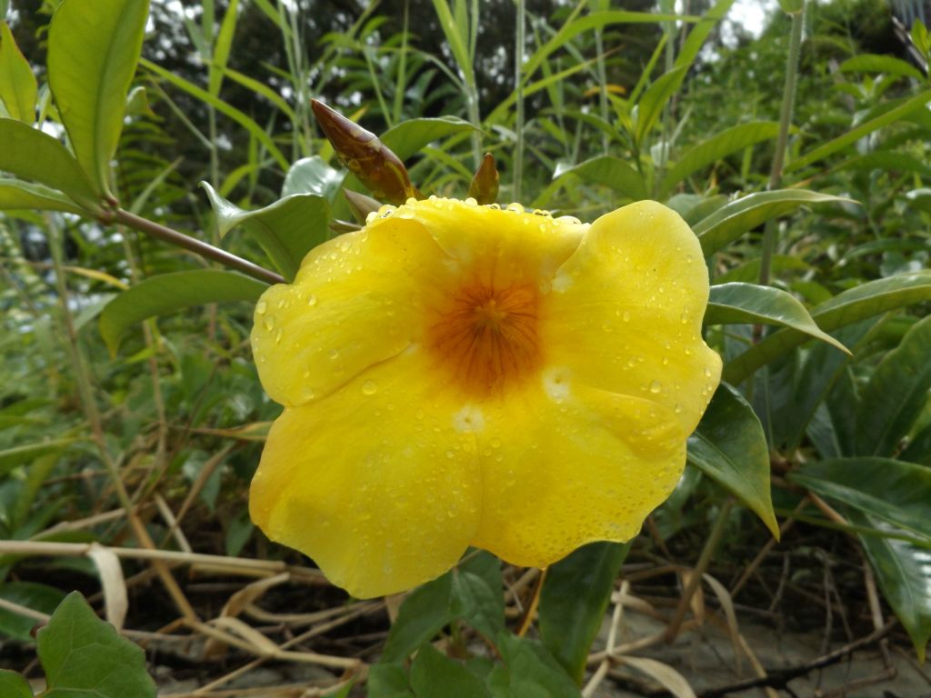 Notice that the Golden trumpets were wet from recent raindrops: