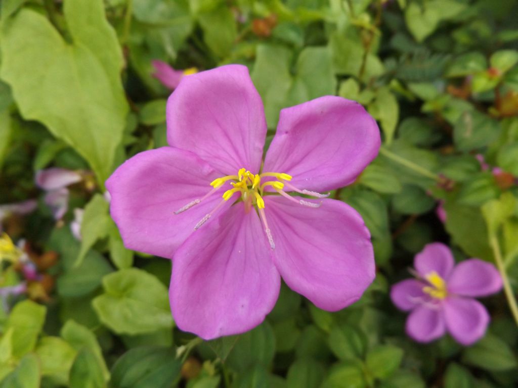 Pinklady (Dissotis rotundifolia) wildflowers can be very numerous and colorful: