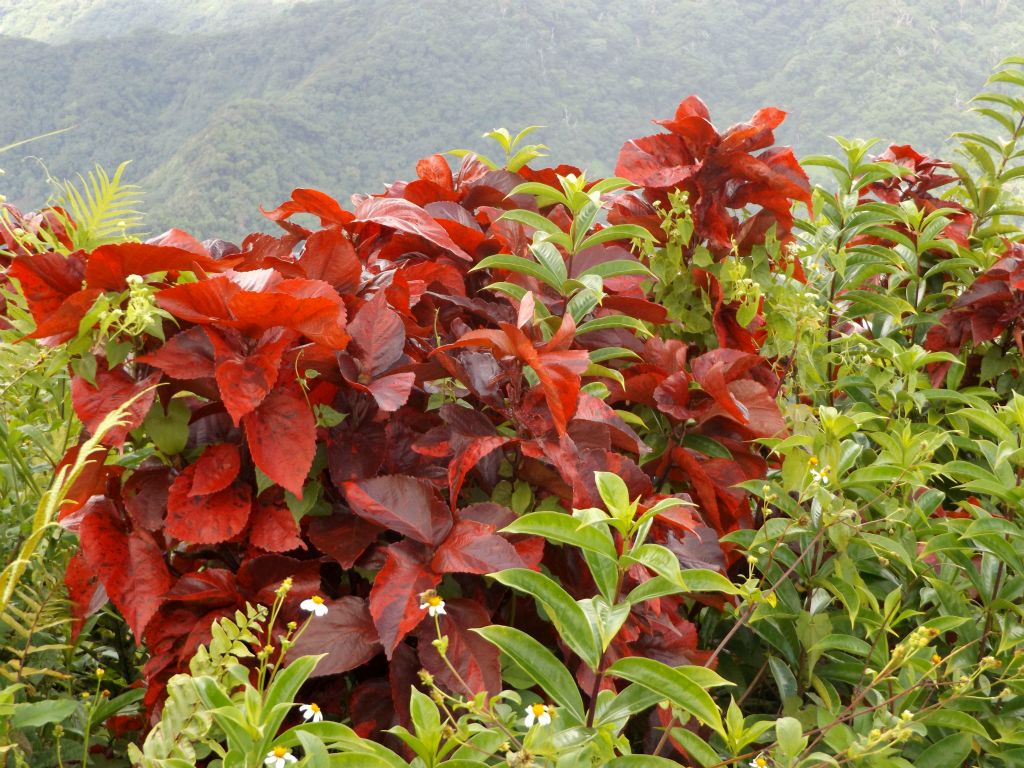 At the summit, there were several plants with bright red leaves: