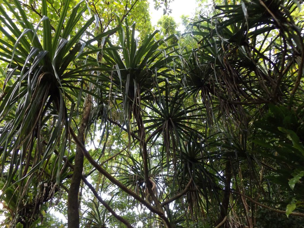 Tahitian screwpines are always among my favorite trees in the South Pacific: