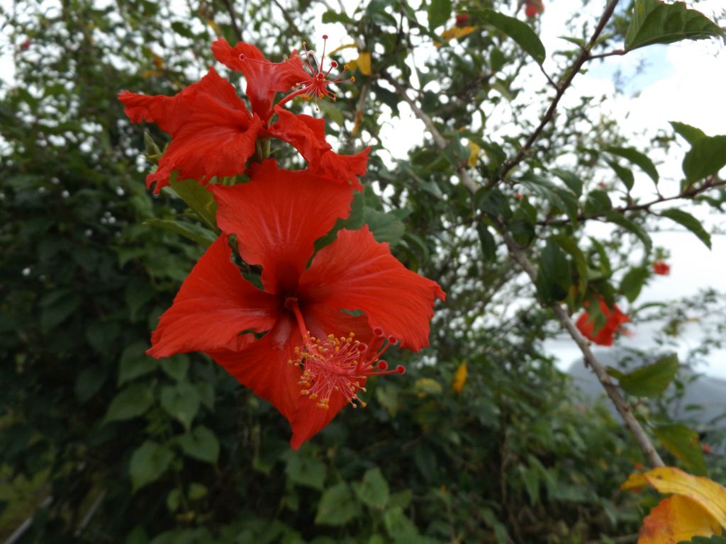 Two pictures of Red Hibiscus flowers found on the summit: