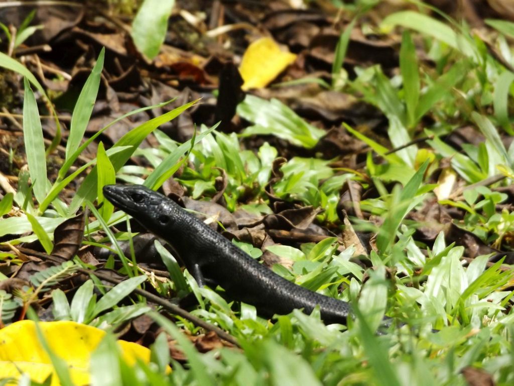 Two pictures of a playful skink.  Based on the color, I'd say this is most likely a Pacific black skink: