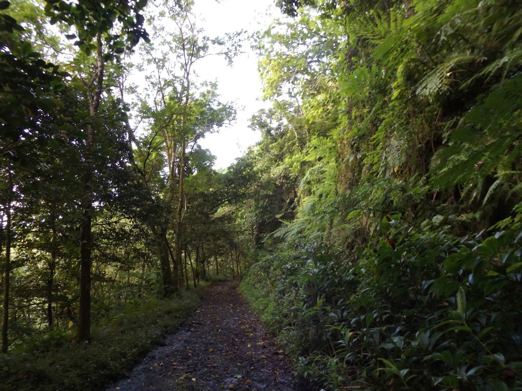 This is a good view of the early trail, showing how a path cuts through extensive greenery.  The actual ridge top is higher up on the right side above the wall of plants: