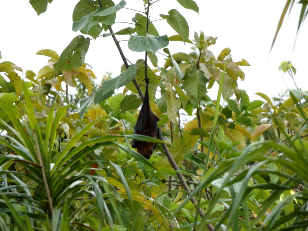 Getting pictures of fruit bats wrapped up on the way back down, as seen in the next two pictures: