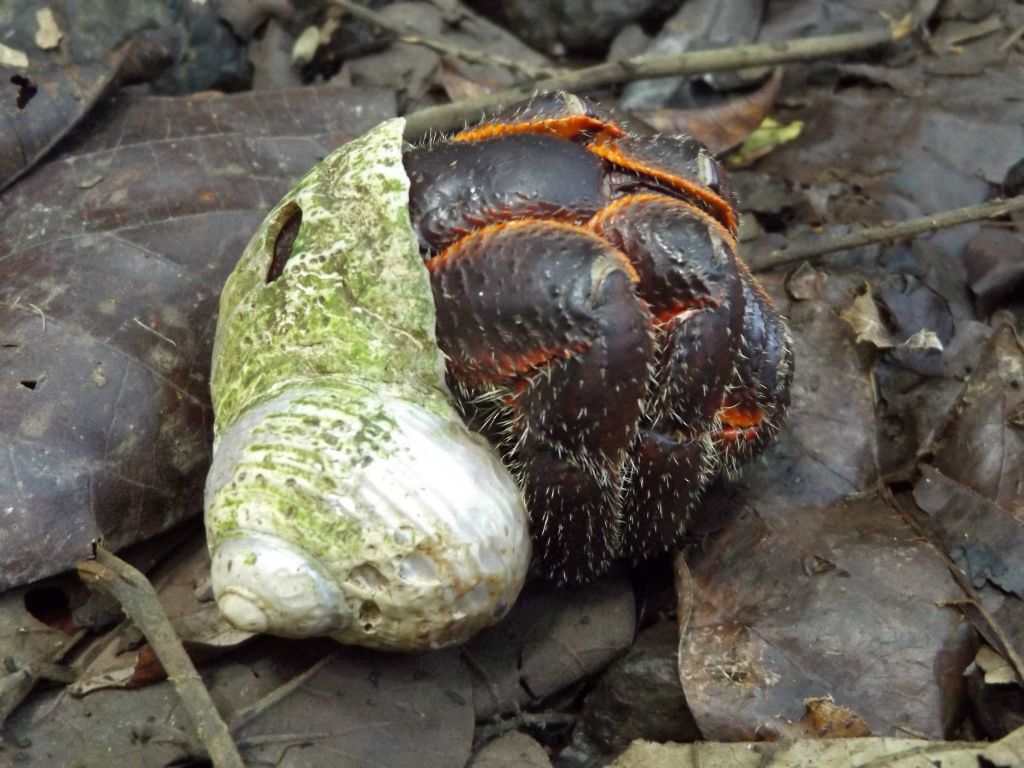 As usual on hikes to South Pacific summits, crabs have found their way up the mountain: