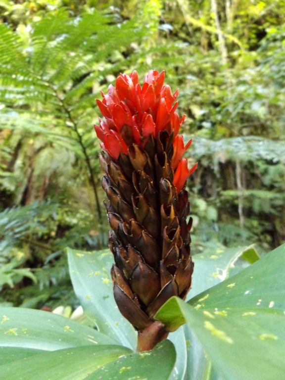 This is a Crepe Ginger plant.  A flower will bloom out of the top of the red bract later: