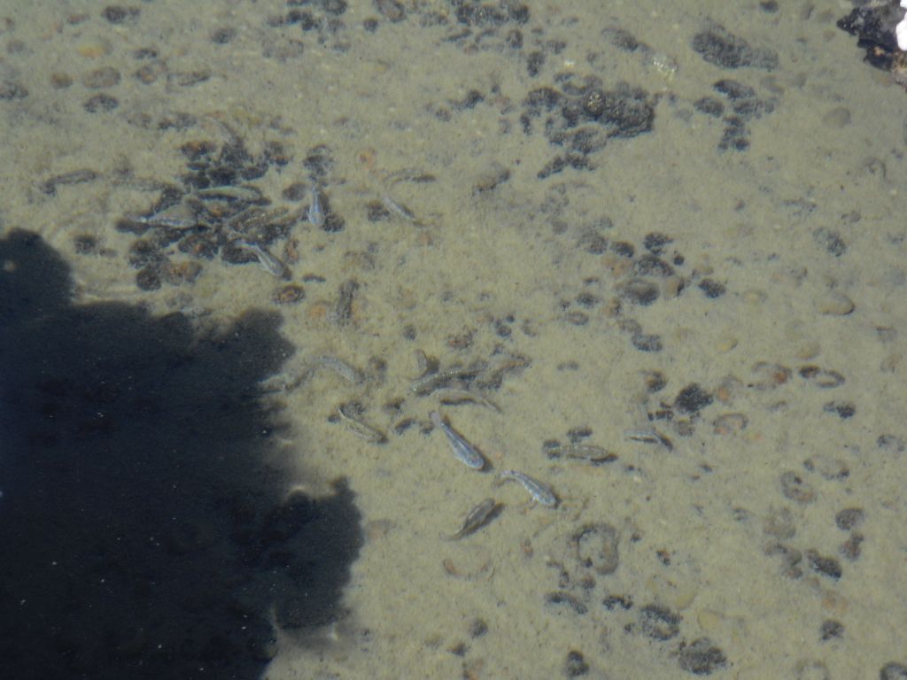 Two pictures of the pupfish swimming in a channel of the pool: