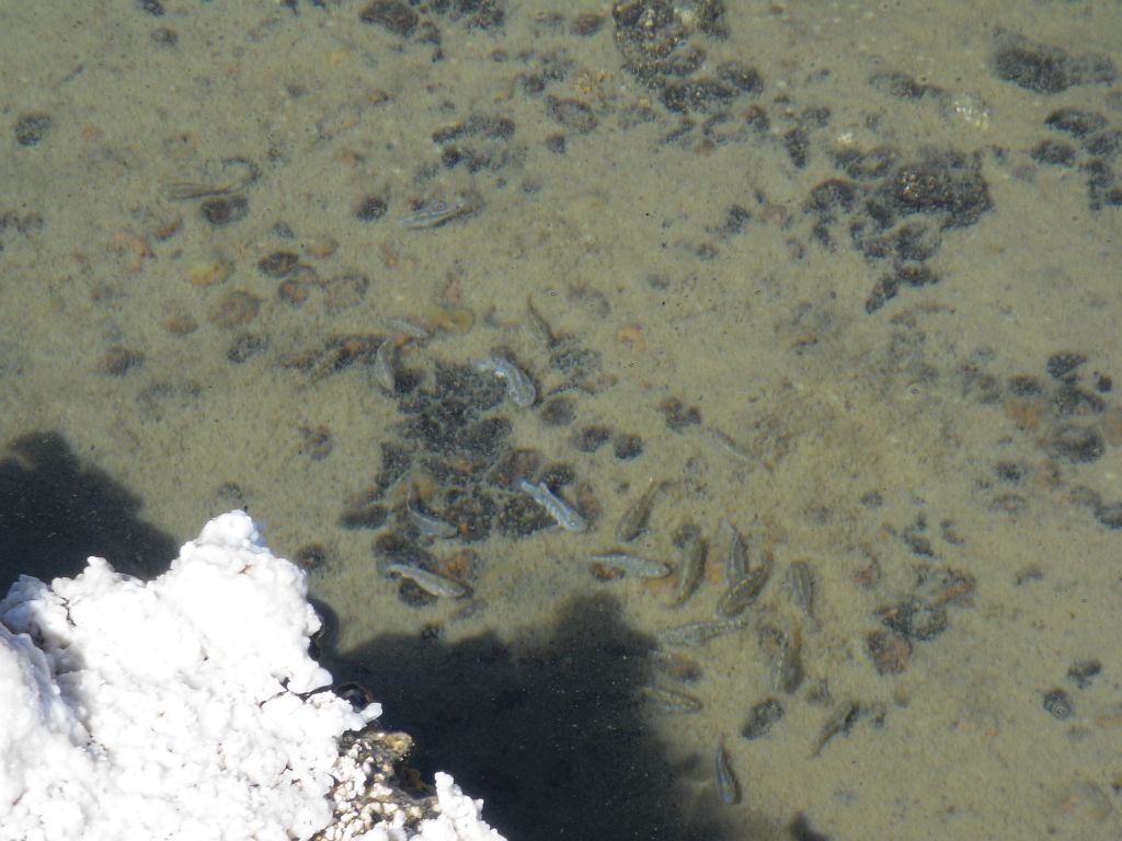 Four more pictures of the pupfish and some of their hiding spots: