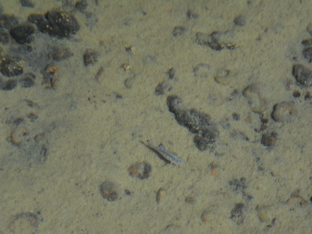 Zooming in on a Cottonball Marsh pupfish swimming by: