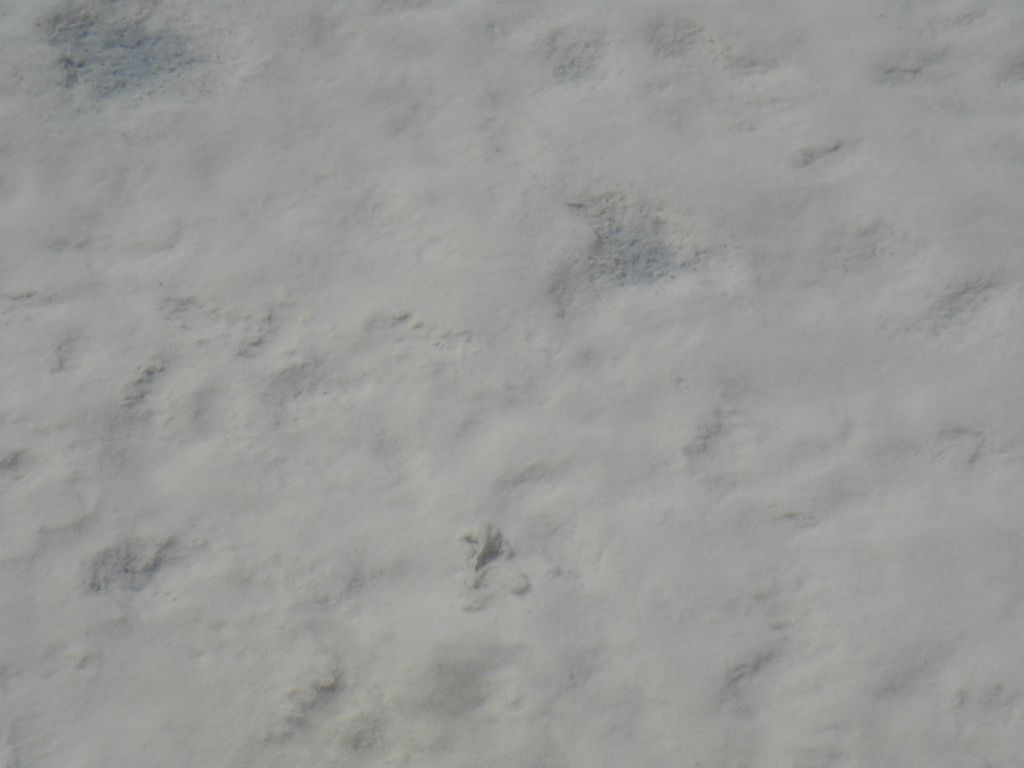 This pupfish (like many others we saw) kept playing around in the dirt at the bottom of the pool: