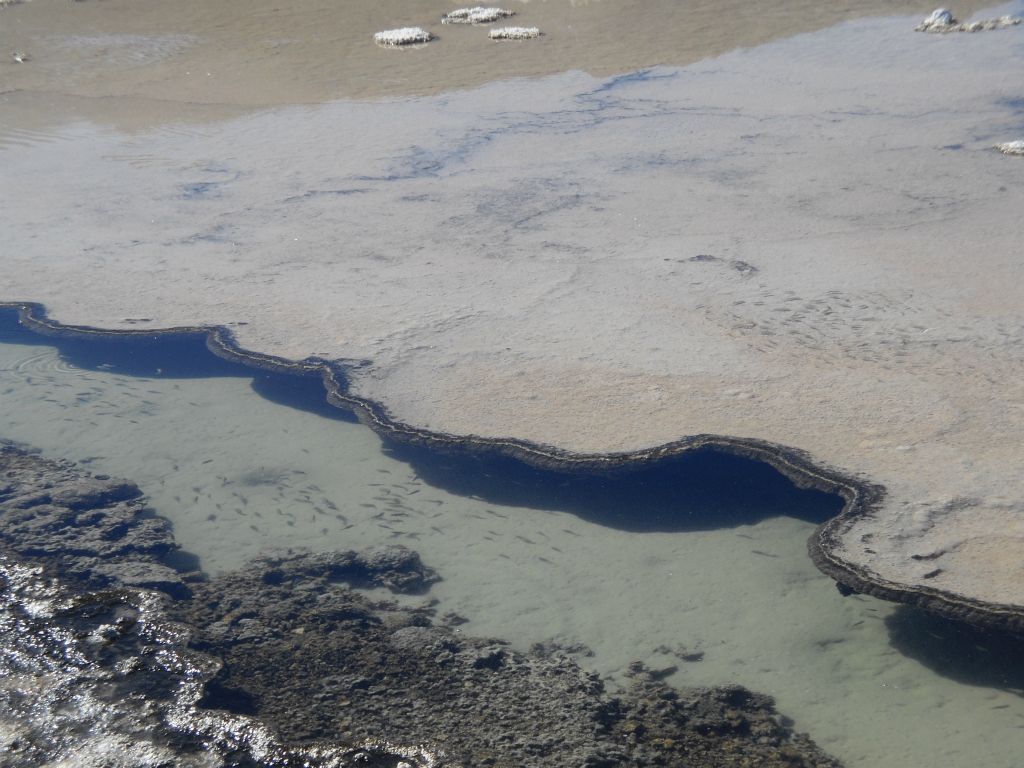 Yet another pupfish pool that we found.  Notice here that there are pupfish swimming in both the channel and on the shallow surface above the channel to the right: