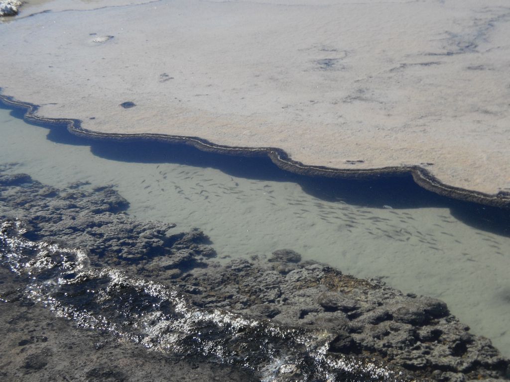 Watching the pupfish as they swim farther up the channel: