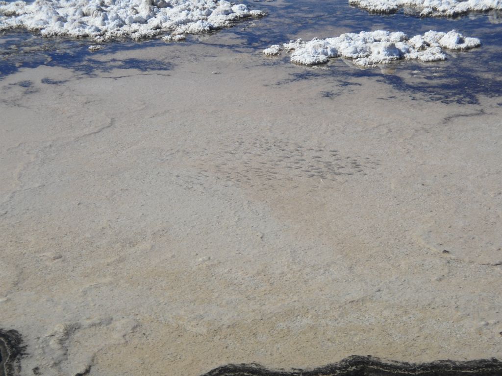 A school of pupfish swimming above the channel in the shallows: