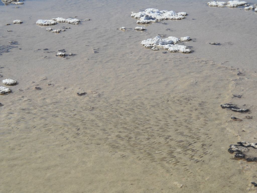 Literally hundreds of Cottonball Marsh pupfish can be seen in this picture.  Try to count them if you can: