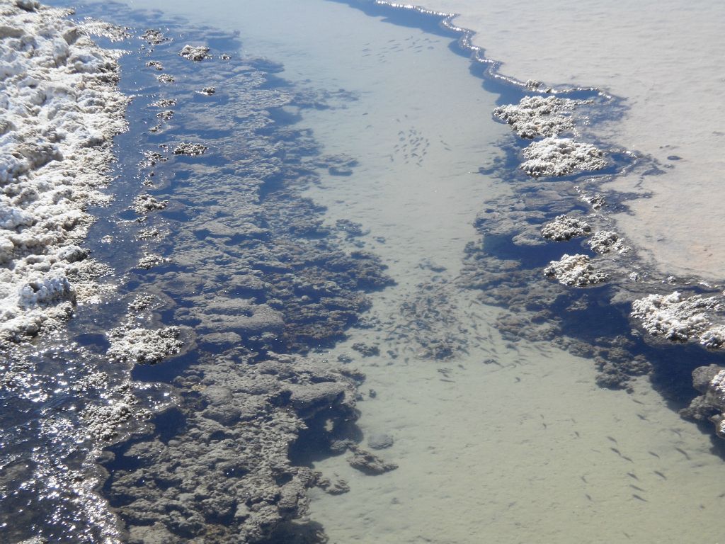 Pupfish swimming up the channel and out of our walking range.  It took some extra time, but we carefully exited this area in a way that left no impact.  As you can see, the pupfish areas are fragile and thus we have left directions to find them out of this report: