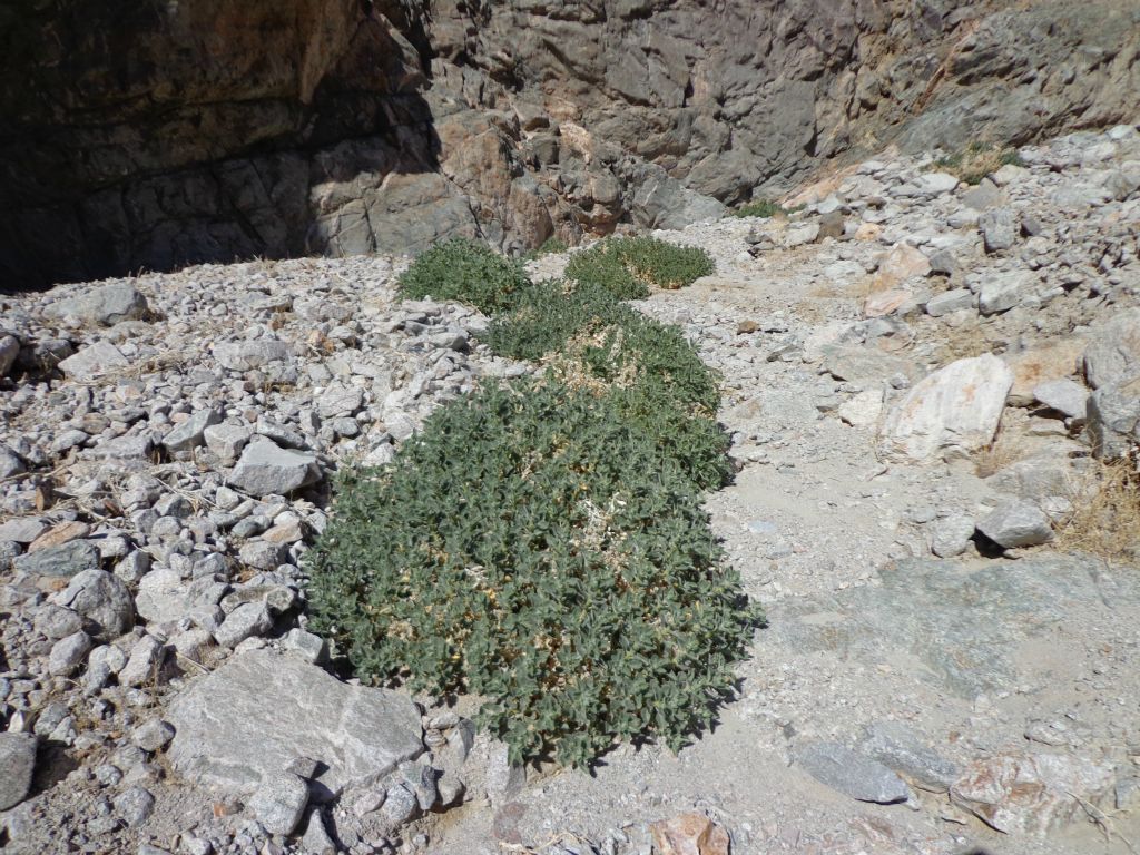 There was lots of green rock nettle growing in the wash through here: