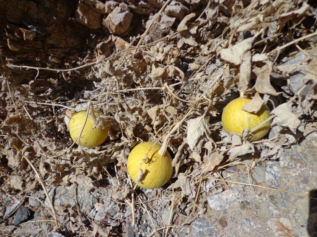 And also some coyote gourds were growing.  Coyotes are said to eat the seeds of these gourds: