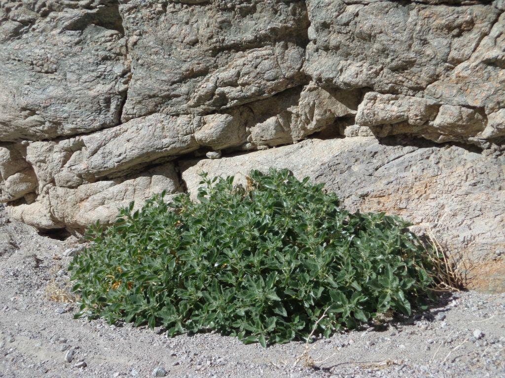 More rock nettle just outside of the narrows as you can see in the next two pictures: