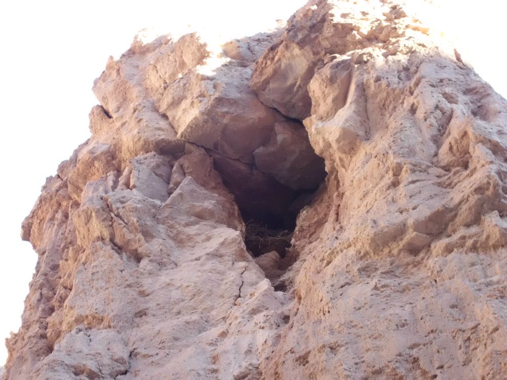 Zooming in on the raven's nest.  You can see some of the branches and twigs forming it.  As we walked out of the canyon, we saw two ravens flying towards the nest: